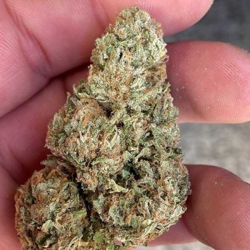 showing Resistant to Pests – Mostly Indica – The End of September – image 3 – Seed City