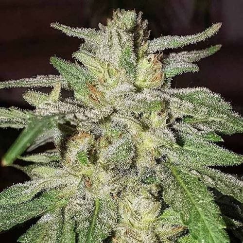Image 4 of Lord Kush cannabis by Delicious Seeds – 12/12 Photoperiod – Narcotic – Resistant to Pests – Seed City
