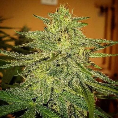 Image 5 of Lord Kush cannabis by Delicious Seeds – Resistant to Pests – Female seeds – 12/12 Photoperiod – Seed City