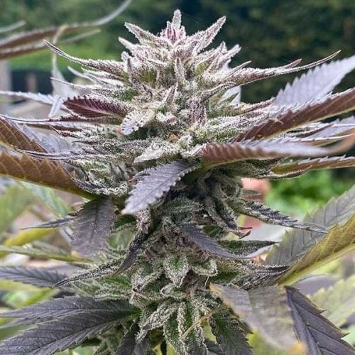 Lord Kush cannabis seeds – Suited for indoor growing – Mostly Indica – Super Strength – image 7 from Seed City