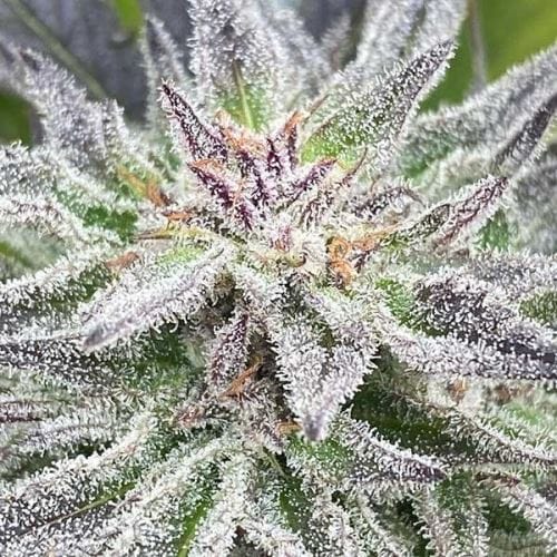 Lord Kush cannabis seeds – Narcotic – Resistant to Pests – Citrus – image 8 from Seed City