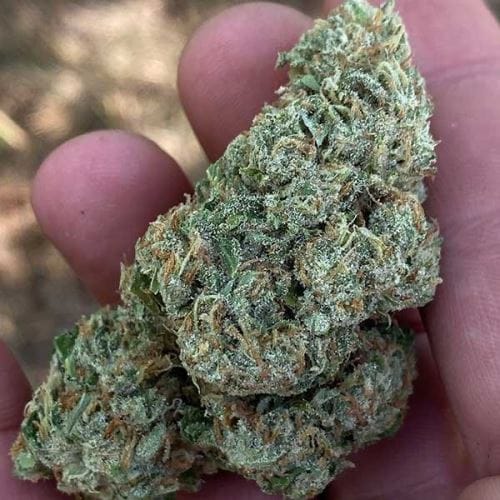 Lord Kush by Delicious Seeds – Suited for indoor growing – Citrus – 12/12 Photoperiod – image 9 – Seed City