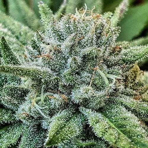 Lord Kush by Delicious Seeds – Super Strength – The End of September – Narcotic – image 10 – Seed City
