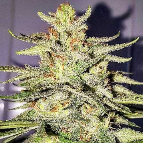 Lord Kush from Delicious Seeds