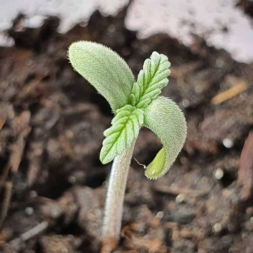 showing Female seeds – 12/12 Photoperiod – Resistant to Pests – image 11 – Seed City