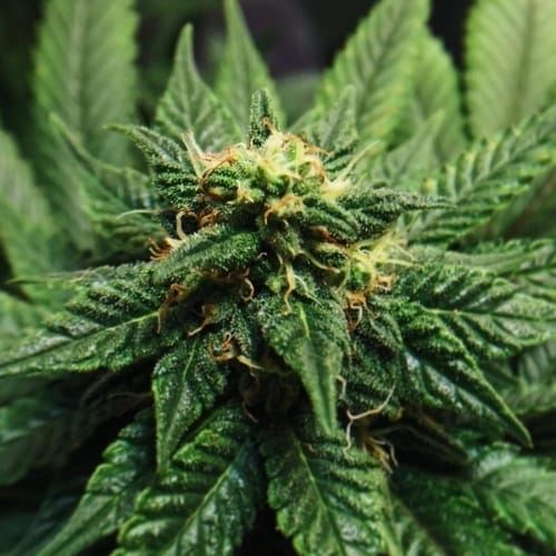 showing Social – Resistant to Mould – Indoor – image 4 – Seed City