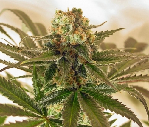Mach Fly by Mosca Seeds – Indica Dominant – Greenhouse – 12/12 Photoperiod – image 2 – Seed City