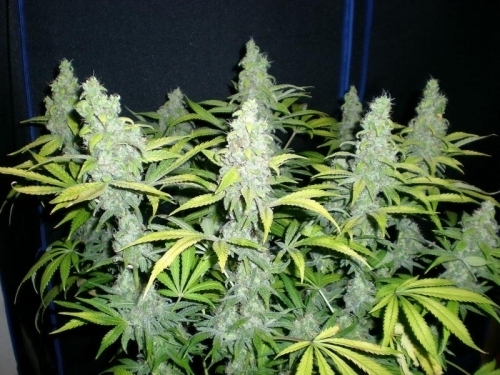 Mach Fly by Mosca Seeds – Indica Dominant – Regular – Greenhouse – image 3 – Seed City