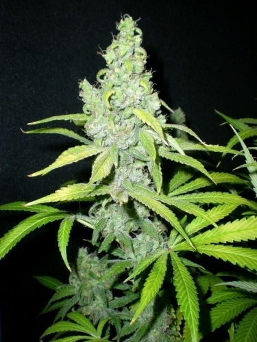 Mach Fly by Mosca Seeds – Greenhouse – The End of October – Regular – image 4 – Seed City