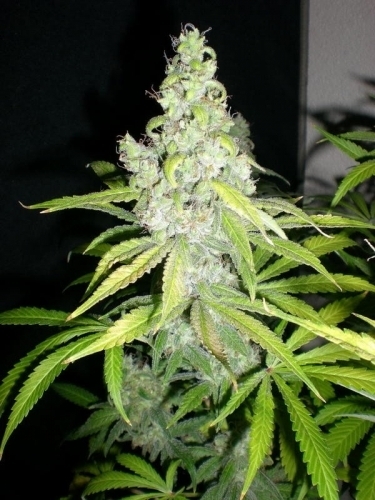 The End of October – 12/12 Photoperiod – Regular – Mach Fly strain – image 5 – from Mosca Seeds via Seed City