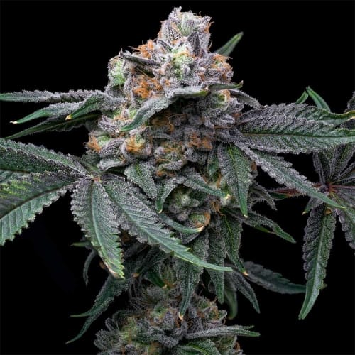 Mango Z x Hollywood cannabis seeds – 12/12 Photoperiod – Outdoor cultivation – Sweet – image 2 from Seed City