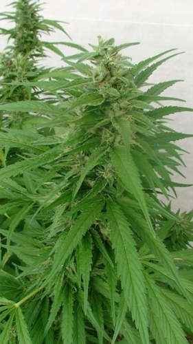 Master Kaze from Mr Nice Seeds