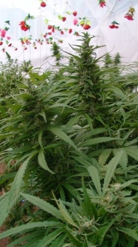 showing 12/12 Photoperiod – 50% Indica/50% Sativa – Regular – image 2 – Seed City