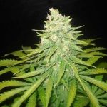 Mazar x Great White Shark by World of Seeds – Indica-heavy – Resistant to Mould – Super Strength – image 3 – Seed City