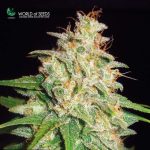 Indica-heavy – Super Strength – Relaxing – Mazar x White Rhino strain – image 2 – from World of Seeds via Seed City