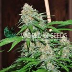 Mazar x White Rhino cannabis seeds – Greenhouse – Resistant to Mould – Female seeds – image 3 from Seed City