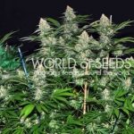 Image 4 of Mazar x White Rhino cannabis by World of Seeds – Super Strength – Indica-heavy – Woodsy – Seed City