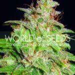 Mazar x White Rhino cannabis seeds – Indica-heavy – Greenhouse – Resistant to Mould – image 5 from Seed City