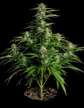 Medusa F1 Auto cannabis seeds – Outdoor – Female seeds – Fruity – image 3 from Seed City