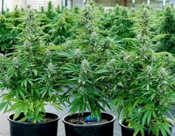 showing Outdoor – Indica-heavy – Female seeds – image 2 – Seed City