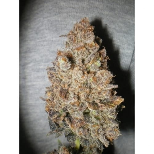 Melon Gum by Dr Underground – 12/12 Photoperiod – Fruity – Beginning of October – image 2 – Seed City