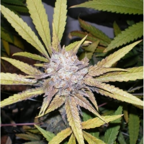 Melon Gum by Dr Underground – Fruity – Beginning of October – Suited for indoor growing – image 3 – Seed City