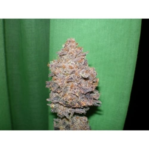 Image 4 of Melon Gum cannabis by Dr Underground – Guaranteed female plants – Fruity – Beginning of October – Seed City