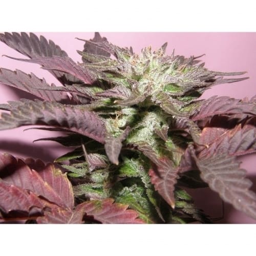 Melon Gum cannabis seeds – 12/12 Photoperiod – Excellent harvest potential – Fruity – image 5 from Seed City
