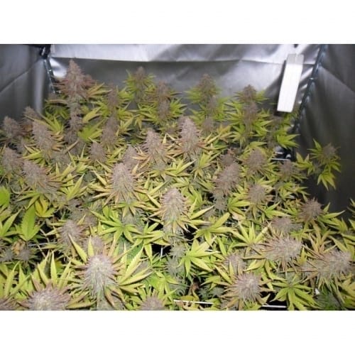 Image 6 of Melon Gum cannabis by Dr Underground – 12/12 Photoperiod – Fruity – Suited for indoor growing – Seed City