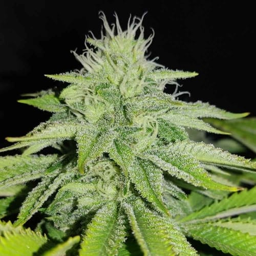 showing Regular – Sweet – Indoor-friendly – image 1 – Seed City