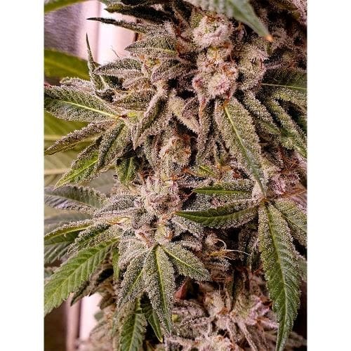 Contemplation – 12/12 Photoperiod – Dairy – Melted Oreoz strain – image 2 – from Holy Smoke Seeds via Seed City