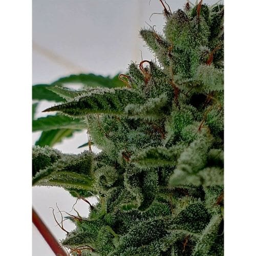 Melted Oreoz by Holy Smoke Seeds – Dairy – High Yielding – Indoor-friendly – image 3 – Seed City