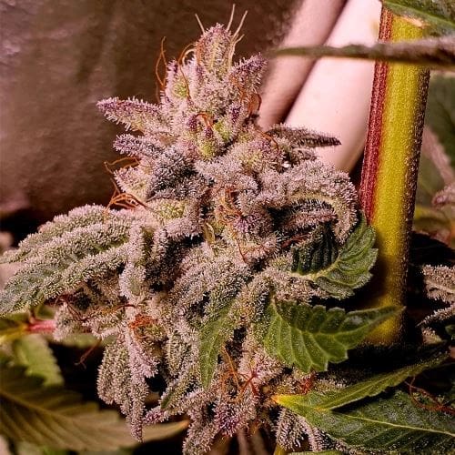 Melted Oreoz from Holy Smoke Seeds