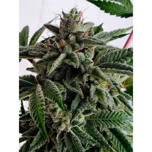 showing Dairy – 12/12 Photoperiod – 50% Indica/50% Sativa – image 4 – Seed City