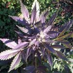 Mi5 cannabis seeds – Good for outdoor grow – Guaranteed female plants – Short (up to 80cm) – image 2 from Seed City