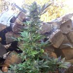 Image 3 of Mi5 cannabis by Short Stuff Seeds – Super Strength – Short (up to 80cm) – Auto-Flowering – Seed City