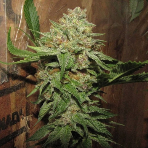 showing 12/12 Photoperiod – Regular – Chocolate – image 1 – Seed City