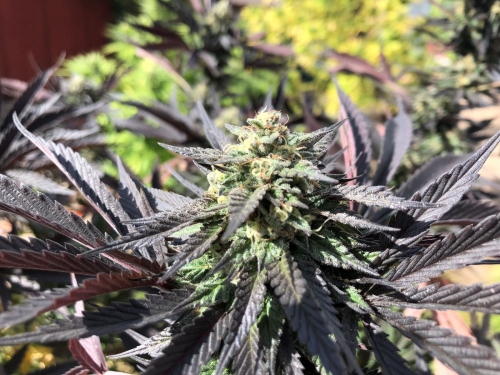 Military Chocolate from Oni Seed Co