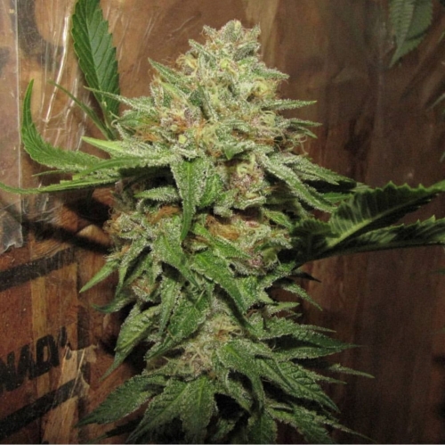 showing Outdoor cultivation – Regular – 12/12 Photoperiod – image 2 – Seed City