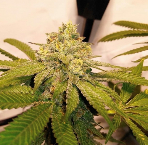 Military Chocolate cannabis seeds – Outdoor cultivation – 12/12 Photoperiod – Chocolate – image 3 from Seed City