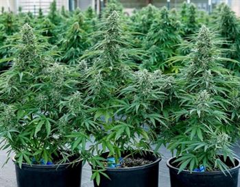 showing Feminized – Auto-Flowering – Short (up to 80cm) – image 2 – Seed City