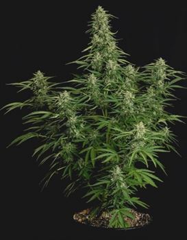 Milky Way F1 Auto from Royal Queen Seeds