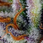 showing Super Strength – Auto-Flowering – Orange – image 1 – Seed City