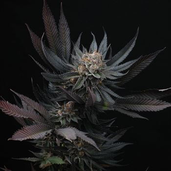 Mimozz cannabis seeds – Outdoor – Sweet – Feminized – image 2 from Seed City