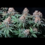 Moby Dick from Seed Stockers