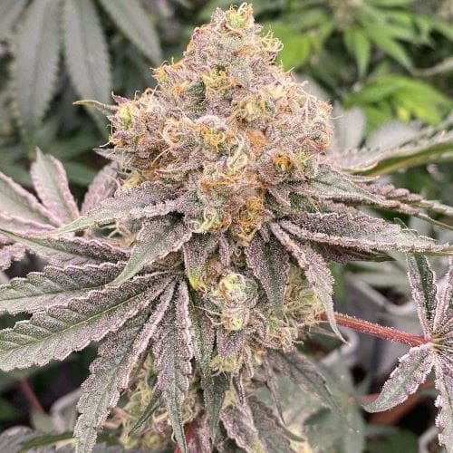Mop Chopper cannabis – image 2 – Seed City