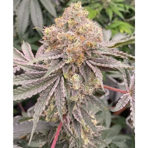 Mop Chopper cannabis – image 5 – Seed City