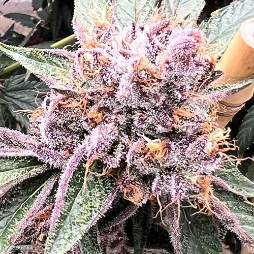 Pink Animal Crackers S1 cannabis seeds – 12/12 Photoperiod – Indoor-friendly – Gassy – image 2 from Seed City