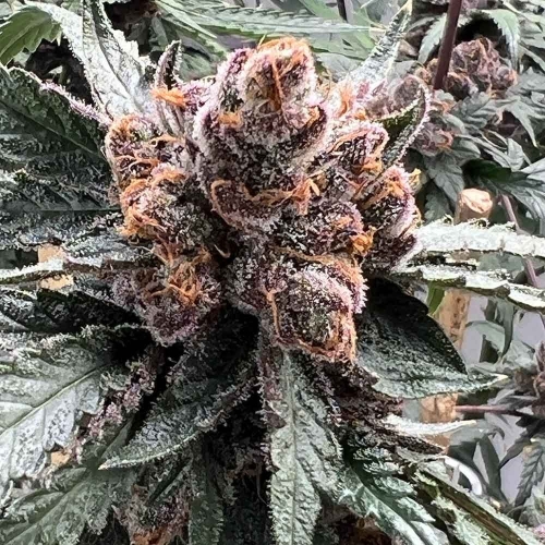 12/12 Photoperiod – Gassy – Feminized – Pink Animal Crackers S1 strain – image 3 – from Mosca Seeds via Seed City
