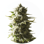 Mother Ape Shit Auto cannabis seeds – Short (up to 80cm) – Auto-Flowering – Outdoor cultivation – image 2 from Seed City
